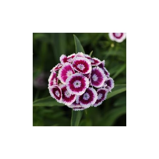 Dianthus barbatus sweet purple white bicolor