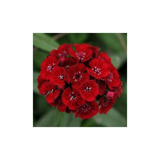 Dianthus barbatus sweet red