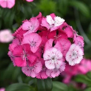 Dianthus barbatus sweet rose magic