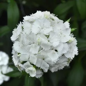 Dianthus barbatus sweet white