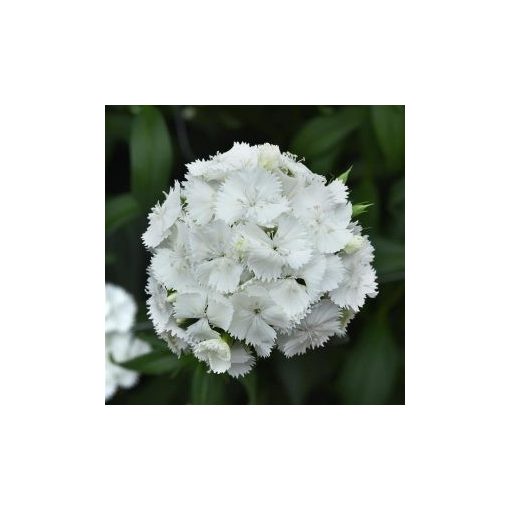 Dianthus barbatus sweet white