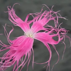 Dianthus superba beard pink