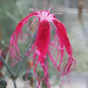 Dianthus superba beard red