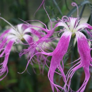 Dianthus superba beard violet