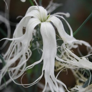 Dianthus superba beard white