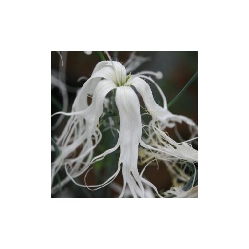 Dianthus superba beard white