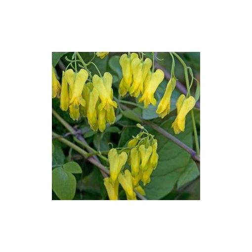 Dicentra scandens golden tears