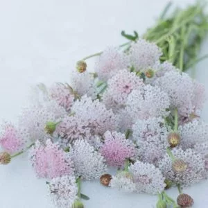 Didiscus caeruleus lace pink