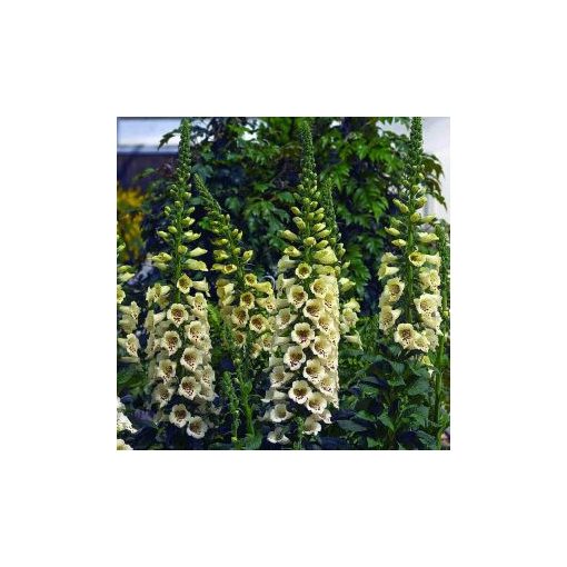 Digitalis hybrid camelot cream