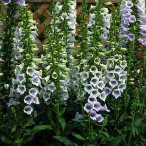 Digitalis hybrid camelot lavender