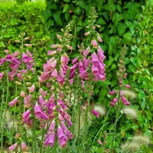 Digitalis hybrid camelot rose