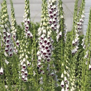 Digitalis hybrida pam’s choice