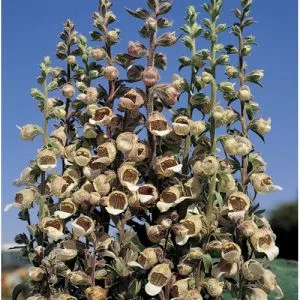 Digitalis lanata cafe creme