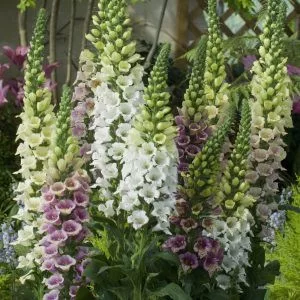 Digitalis purpurea candy mountain fg mixed