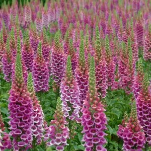 Digitalis purpurea candy mountain rose