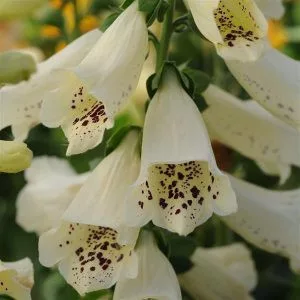 Digitalis purpurea dalmatian creme