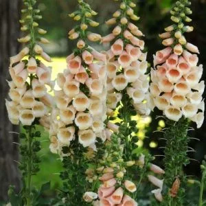 Digitalis purpurea dalmatian peach