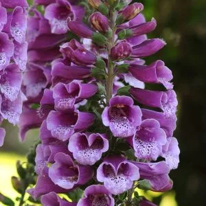 Digitalis purpurea dalmatian purple spotted