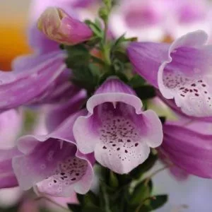 Digitalis purpurea dalmatian rose