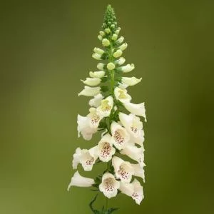 Digitalis purpurea dottie cream