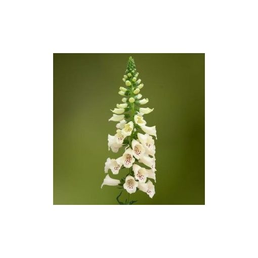 Digitalis purpurea dottie cream