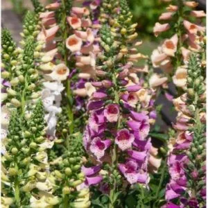 Digitalis purpurea dottie mix