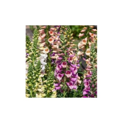 Digitalis purpurea dottie mix