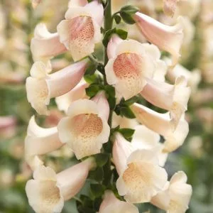 Digitalis purpurea dottie peach