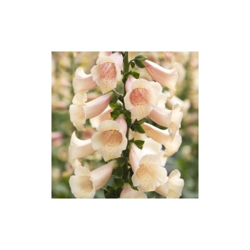 Digitalis purpurea dottie peach