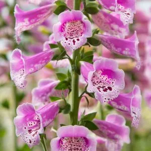 Digitalis purpurea dottie purple