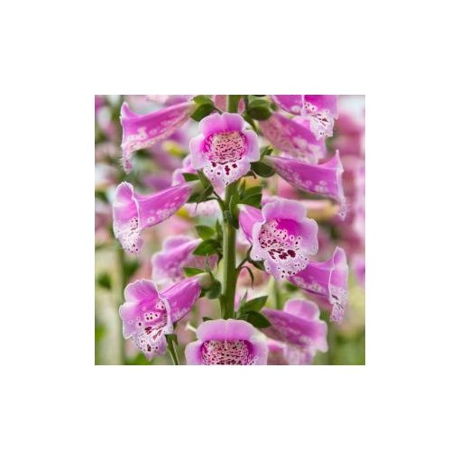 Digitalis purpurea dottie purple