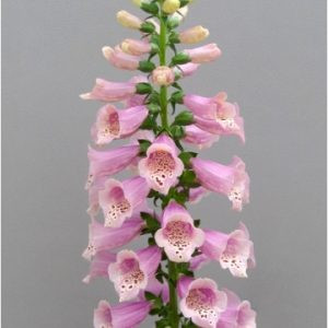 Digitalis purpurea dottie warm rose