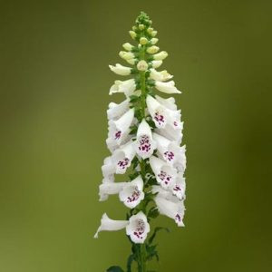 Digitalis purpurea dottie white