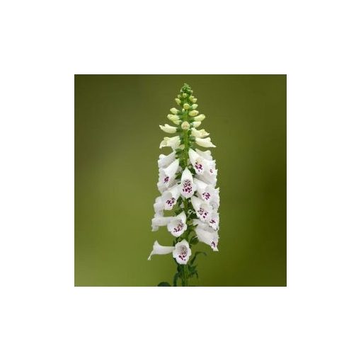 Digitalis purpurea dottie white