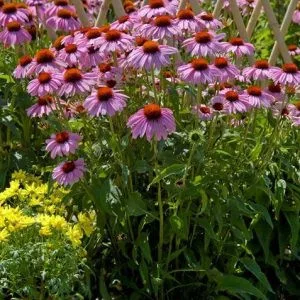 Echinacea purpurea bravado