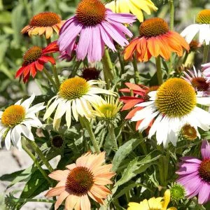 Echinacea purpurea paradiso dwarf mix