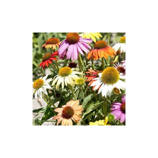 Echinacea purpurea paradiso dwarf mix