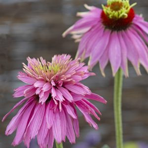 Echinacea purpurea paradiso super-duper