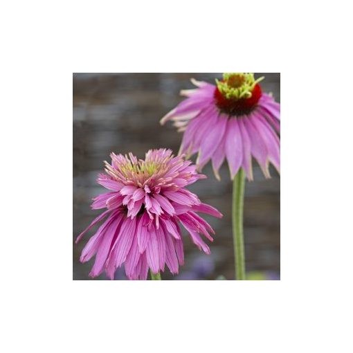 Echinacea purpurea paradiso super-duper