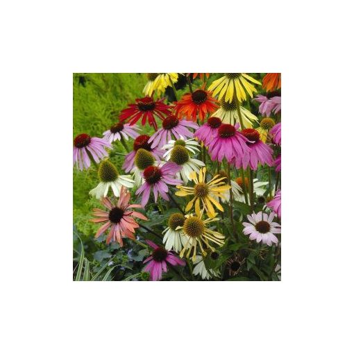 Echinacea purpurea paradiso tall mix