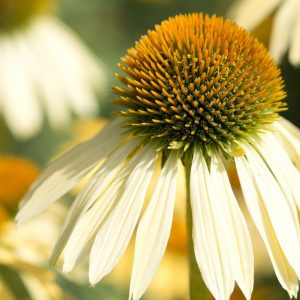 Echinacea purpurea paradiso yellow