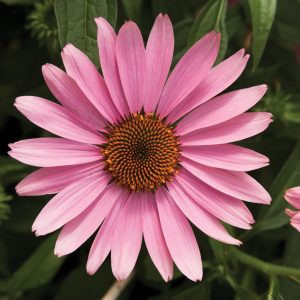 Echinacea purpurea prairie splendor compact dark rose