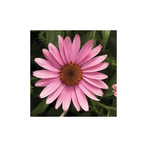 Echinacea purpurea prairie splendor compact dark rose