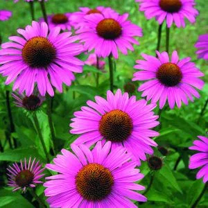 Echinacea/rudbeckia purpurea primadonna deep rose