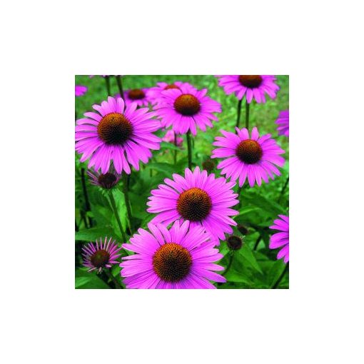 Echinacea/rudbeckia purpurea primadonna deep rose