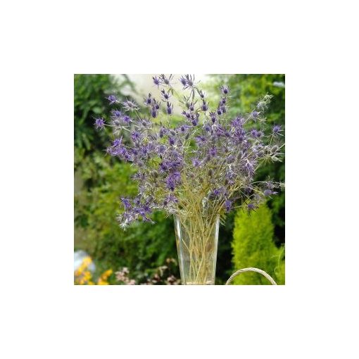 Eryngium leavenworthii purple sheen