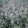 Eryngium planum