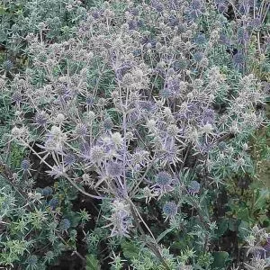 Eryngium planum