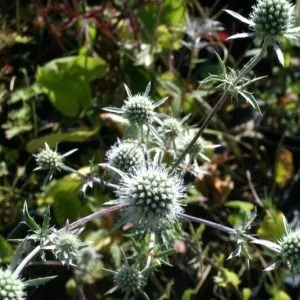Eryngium planum silver