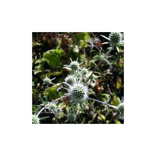 Eryngium planum silver